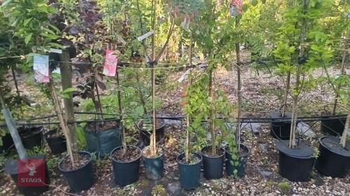 5 MIXED ORNAMENTAL TREES