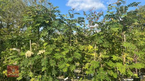 5 SORBUS GHOSE TREES