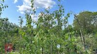 4 SILVER BIRCH TREES - 3