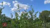 4 SILVER BIRCH TREES - 4