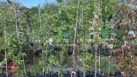 5 MIXED ORNAMENTAL FRUIT TREES - 2