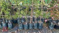 5 MIXED ORNAMENTAL FRUIT TREES - 3