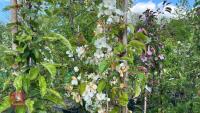 5 MIXED ORNAMENTAL FRUIT TREES - 7