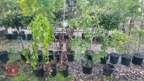 5 MIXED ORNAMENTAL TREES