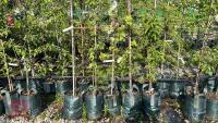 5 MIXED ORNAMENTAL FRUIT TREES - 4