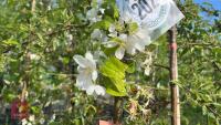 5 MIXED ORNAMENTAL FRUIT TREES - 9