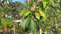 5 MIXED ORNAMENTAL FRUIT TREES - 10