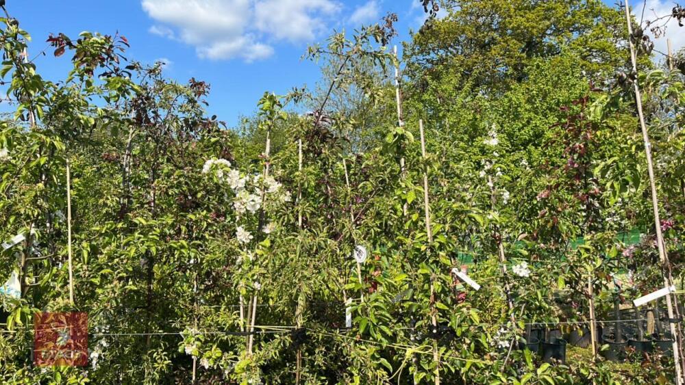 5 MIXED ORNAMENTAL FRUIT TREES