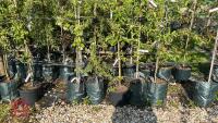 5 MIXED ORNAMENTAL FRUIT TREES - 3