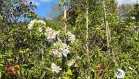 5 MIXED ORNAMENTAL FRUIT TREES - 6