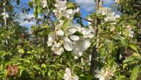 5 MIXED ORNAMENTAL FRUIT TREES - 11