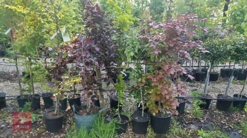 5 MIXED ORNAMENTAL TREES