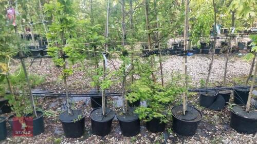 5 MIXED ORNAMENTAL TREES