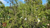 5 MIXED ORNAMENTAL FRUIT TREES - 4