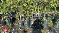 5 MIXED ORNAMENTAL FRUIT TREES - 5