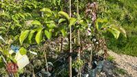 5 MIXED ORNAMENTAL FRUIT TREES - 8