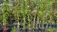 5 MALUS GOLDEN HORNET TREES - 2