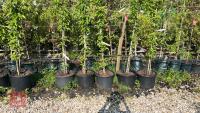 5 MALUS GOLDEN HORNET TREES - 3