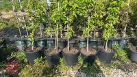 5 MALUS GOLDEN HORNET TREES - 4