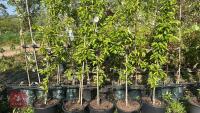 5 MALUS GOLDEN HORNET TREES - 6