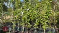 5 MALUS GOLDEN HORNET TREES - 7