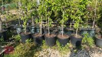 5 MALUS GOLDEN HORNET TREES - 9