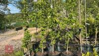 5 MALUS GOLDEN HORNET TREES