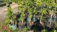 5 MALUS GOLDEN HORNET TREES - 7