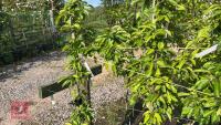 5 MALUS GOLDEN HORNET TREES - 10