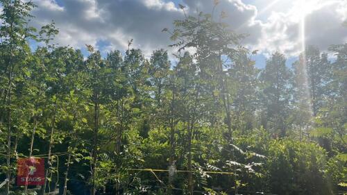 5 SORBUS EMBLEY DISCOLOUR TREES