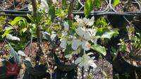 5 MIXED ORNAMENTAL TREES - 6