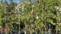 5 MIXED ORNAMENTAL FRUIT TREES - 2