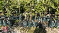 5 MIXED ORNAMENTAL FRUIT TREES - 3