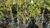 5 MIXED ORNAMENTAL FRUIT TREES - 4