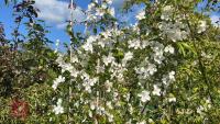 5 MIXED ORNAMENTAL FRUIT TREES - 7