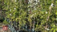 5 MIXED ORNAMENTAL FRUIT TREES - 10