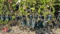 5 MIXED ORNAMENTAL FRUIT TREES - 3