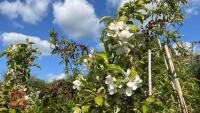 5 MIXED ORNAMENTAL FRUIT TREES - 8