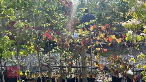 1 CERCIS ORNAMENTAL TREE