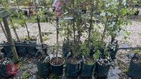 5 MIXED ORNAMENTAL TREES - 4