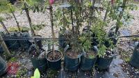 5 MIXED ORNAMENTAL TREES - 8