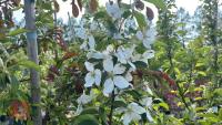 5 MIXED ORNAMENTAL TREES - 9