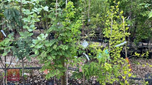 5 MIXED ORNAMENTAL TREES