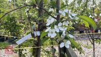 5 MIXED ORNAMENTAL TREES - 17