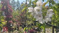 5 MIXED ORNAMENTAL TREES - 6