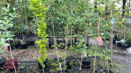 5 MIXED ORNAMENTAL TREES