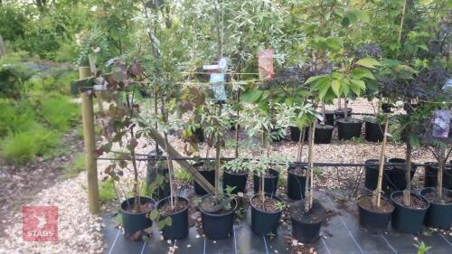 5 MIXED ORNAMENTAL TREES