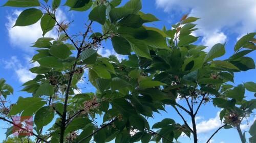 4 PRUNUS TAI-HAKU TREES