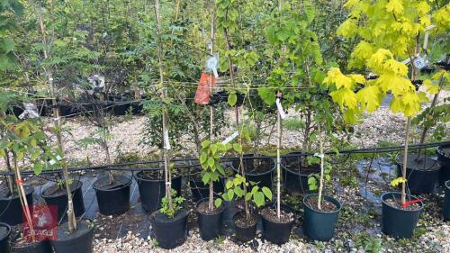 5 MIXED ORNAMENTAL TREES