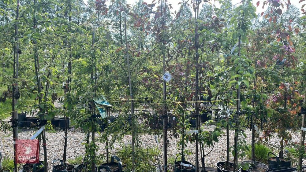 5 MIXED ORNAMENTAL TREES